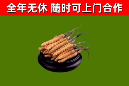 康巴什烟酒回收冬虫夏草.jpg
